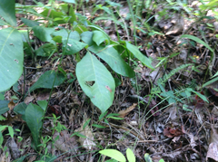 Amblyscirtes aesculapius