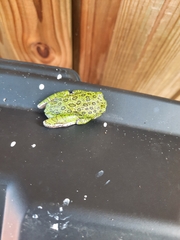 Hyla gratiosa