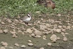 Charadrius hiaticula