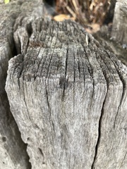 Oenothera parviflora