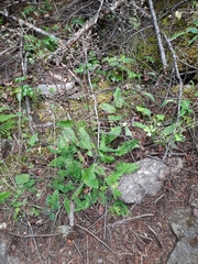 Hieracium murorum