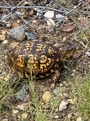 Terrapene carolina
