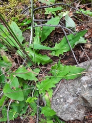 Hieracium murorum