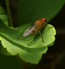 Dryomyza anilis