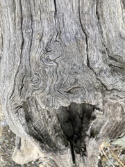 Oenothera parviflora