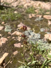 Penstemon