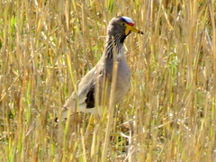 Vanellus senegallus lateralis