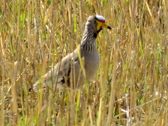 Vanellus senegallus lateralis