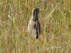 Vanellus senegallus lateralis
