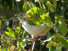 Camaroptera brachyura