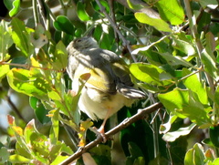 Camaroptera brachyura
