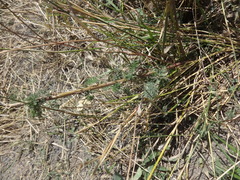 Artemisia abrotanum