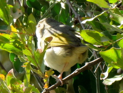 Camaroptera brachyura