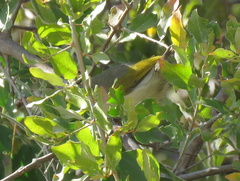 Camaroptera brachyura