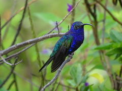 Campylopterus hemileucurus