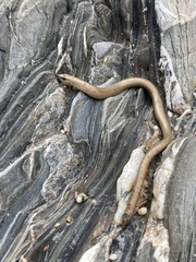 Anguis fragilis