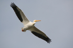 Pelecanus erythrorhynchos