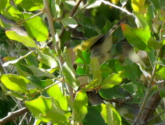 Camaroptera brachyura