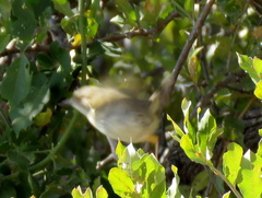 Camaroptera brachyura