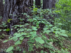 Corylus cornuta