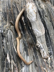 Anguis fragilis