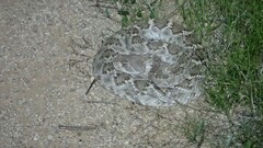 Crotalus atrox