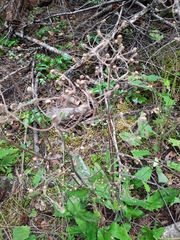 Hieracium murorum