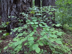 Corylus cornuta