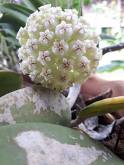 Hoya pachyclada