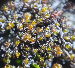Jungermannia eucordifolia