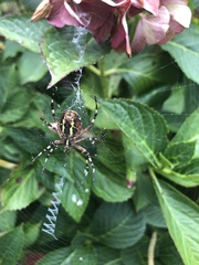 Argiope bruennichi