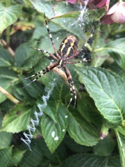 Argiope bruennichi