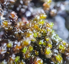 Jungermannia eucordifolia