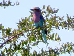 Coracias caudatus caudatus