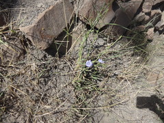 Cichorium intybus