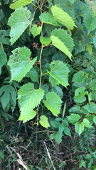 Vitis riparia