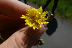 Crepis vesicaria taraxacifolia