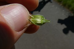 Crepis vesicaria taraxacifolia