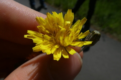 Crepis vesicaria taraxacifolia