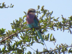 Coracias caudatus caudatus
