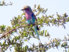 Coracias caudatus caudatus