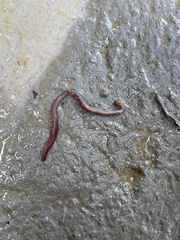 Oligochaeta