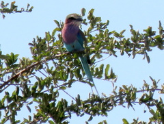 Coracias caudatus caudatus