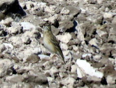 Anthus cinnamomeus bocagii