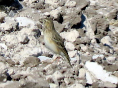 Anthus cinnamomeus bocagii