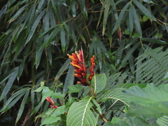 Sanchezia parvibracteata