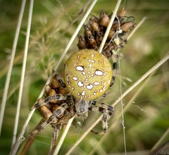 Araneus quadratus