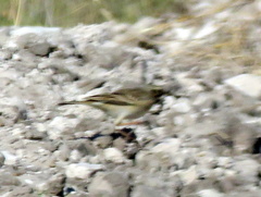 Anthus cinnamomeus bocagii