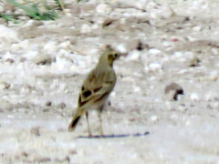 Anthus cinnamomeus bocagii