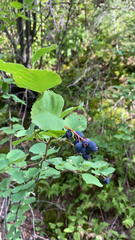 Amelanchier alnifolia